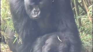 Mountain Gorillas mating Rwanda [upl. by New]