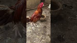 Father of tetra aseel pakistan viralvideo chicken likeforlikes [upl. by Chere]