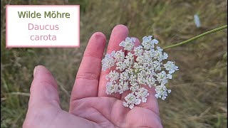 Wilde Möhre  Daucus carota  Wildgemüse und Insektenschlafplatz [upl. by Horne275]