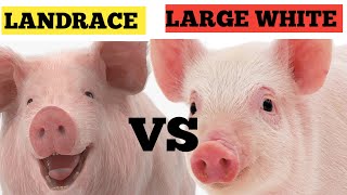 Large white vs Landrace  Which Is More Profitable  BEST Breeds To Start Piggery [upl. by Stesha]