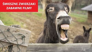 ŚMIESZNE ZWIERZĘTA 31  Najlepsze Filmy Tygodnia  KLUB ŚMIESZNYCH ZWIERZĄT [upl. by Ahsaya]