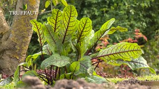 Comment planter de loseille au potager   Truffaut [upl. by Christyna137]