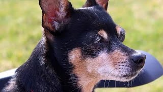 Cachorro pinscher bravo latindo [upl. by Mckay841]