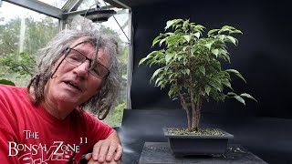 Fall Pruning My Olive Ficus and Chinese Elm The Bonsai Zone Oct 2024 [upl. by Gresham]