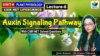 AUXIN SIGNALING PATHWAY  PHYTOHORMONEPART6 CSIR NETPLANT BIOLOGY [upl. by Lordan]