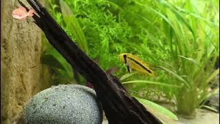 Apistogramma Trifasciata female and baby [upl. by Oluap]