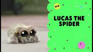 Cartoonito UK Lucas The Spider New Episodes January 2024 Promo [upl. by Enaols]