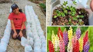 Winter Sowing Reveal Tour  April  Perennial Flowers [upl. by Jammin]