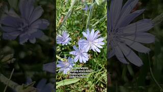 Chicory Cichorium intybus 🌺🌹🌼🌸 💐 kashmiribeauty flowers flowerplant shorts naats [upl. by Narot]