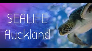 Sealife Auckland sealife missionbay [upl. by Lenoyl]