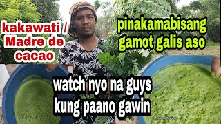 Pinakamabisang gamot sa galis ng asokakawati mandre de cacao [upl. by Yelnoc239]