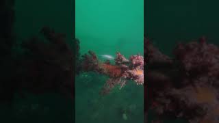 HMS Scylla wreck dive 20 years after her sinking [upl. by Wolfie]