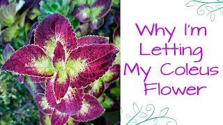 Why Im Letting My Ginormous Coleus Flower Like Crazy This Year [upl. by Thetisa253]