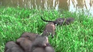 CUTE Baby Muskrats crying for their mom [upl. by Elburr]