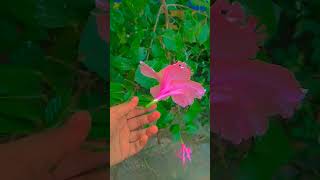 Khele Khele Phool apan todte Hain Jab apan ko bhi Sukh Sukh Sukh Sukh Nahin Hota dikhne ke liye❤️❤️💜 [upl. by Eedak823]