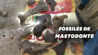 Des chercheurs dor colombiens tombent sur des os de mastodonte vieux de 10000 ans [upl. by Eiramyelhsa936]