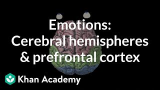 Emotions cerebral hemispheres and prefrontal cortex  MCAT  Khan Academy [upl. by Norrie]