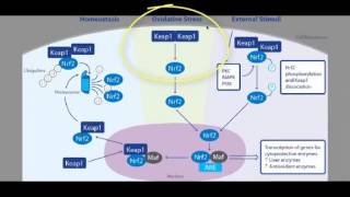 The Mechanisms of Nrf2 activation diagrammatically explained [upl. by Browne109]