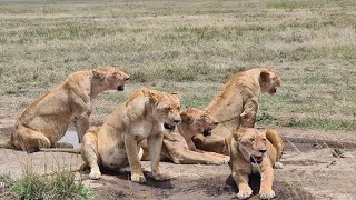 The best lionesses was in Serengeti national Park [upl. by Yurik]