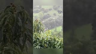 Hummingbird taking a Bath in the Heavy Pouring Rain on the Avocado Tree Leaves hummingbirds [upl. by Annoyed402]