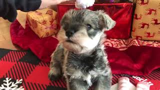 🐶 Coco the Mini Schnauzer has started talking with her cute little voice [upl. by Cardinal]