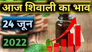 Mentha oil Rate today आज शिवाली का भाव पिपरमेंट का भाव आज काMenthantha oil production unit 24 जून [upl. by Adnala]