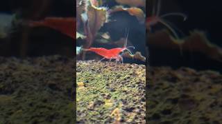 Adding 115 Cherry Shrimp To My New Planted Tank aquarium fishtank [upl. by Mccallum]