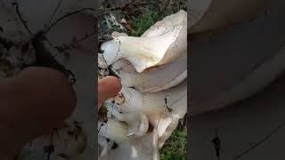 Very big immersive mushroom farming cordyceps fungus [upl. by Cochrane]