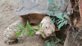 African spurred tortoise tortoise lovelypet pet amazing funny [upl. by Anavoig]