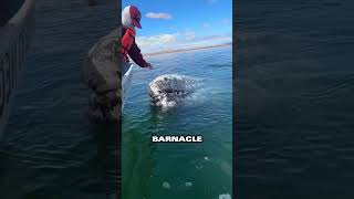 Whale shows gratitude after man removes painful barnacles💕 [upl. by Enortna620]