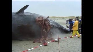 Exploding sperm whales [upl. by Aloeda]