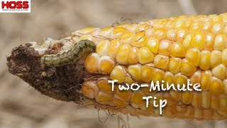 How to Keep Ear Worms from Eating Your Corn [upl. by Brahear]