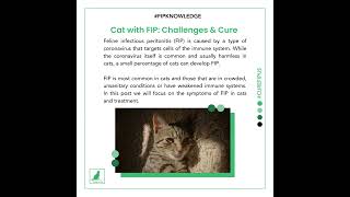 Cat with FIP  Symptoms and Cure [upl. by Euqinahc230]