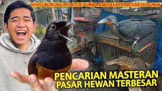 PENCARIAN MASTERAN BURUNG MURAI DI PASAR BURUNG PRAMUKA TERBESAR DI INDONESIA TOKONYA MALAH TUTUP [upl. by Adamina]