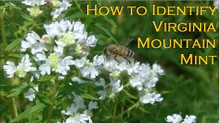 Virginia Mountain Mint Identification [upl. by Aiuqes419]