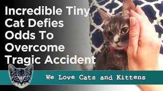 Smores The Little Cat Who Defied Odds Survived A Head Injury And Found Love [upl. by Yardna469]