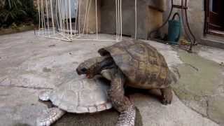 Une tortue qui sacouple [upl. by Killy]