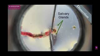 Preparation of polytene chromosome Part21 [upl. by Htiekram]