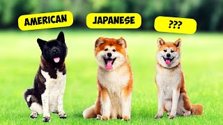 AKITA TYPES  3 TYPES OF AKITAS [upl. by Tiloine]