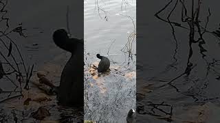 Linlithgow Coot Nest Building 6th November 2024 shorts shortswithcamilla [upl. by Richela]