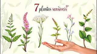 7 plantas que movimentam ao serem tocadas [upl. by Iva432]