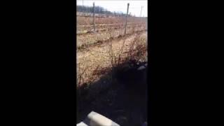 Mulching Blueberry Plants [upl. by Amilah]