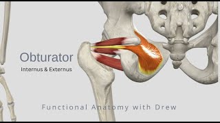 Obturator Internus and Externus [upl. by Bel628]