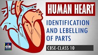 Easy way to draw human heart Identification and labelling of parts Life processes  NCERT class 10 [upl. by Garris810]