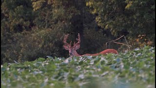 Scouting bucks to find our target for this fall Vlog [upl. by Nnarual]