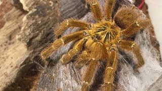 Mengenal Pterinochilus Murinus [upl. by Aguie]