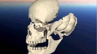 3dcranio cranium extra  www3dcraniocom [upl. by Skilken]