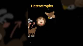 autotrophs vs heterotrophs shorts [upl. by Sasha771]