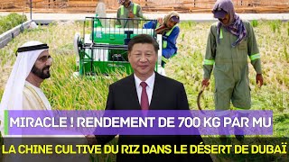 La Chine cultive du riz avec succès dans le désert de Dubaï！LONU sétonne：un autre miracle mondial！ [upl. by Leidgam174]