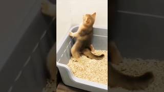 You Wont Stop Laughing at These Cats Hilarious Litter Box Fails funnyanimalmoments [upl. by Enirroc]